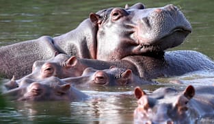 Indian billionaire's son offers home for Escobar's hippos