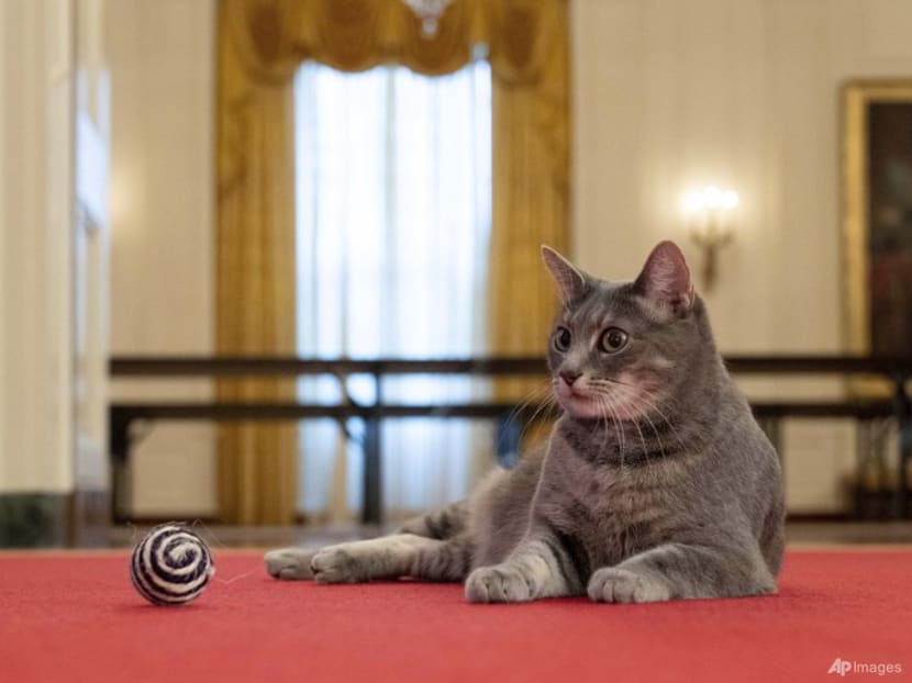 Willow Biden joins long and varied line of White House pets that includes dogs, ponies, sheep