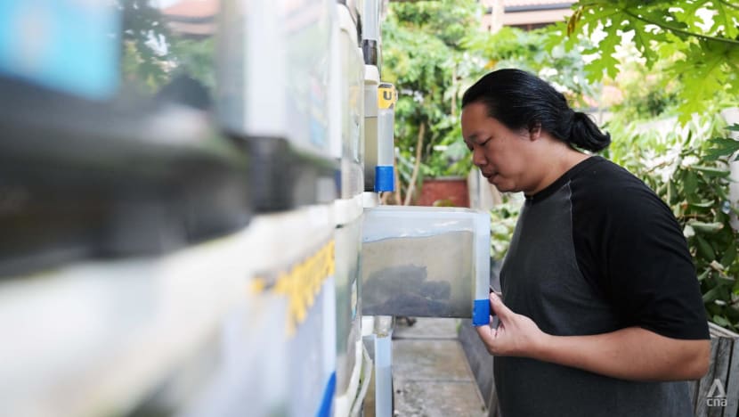 How one urban farmer is making crab farming a reality in Singapore flats How one urban farmer is making crab farming a reality in Singapore flats