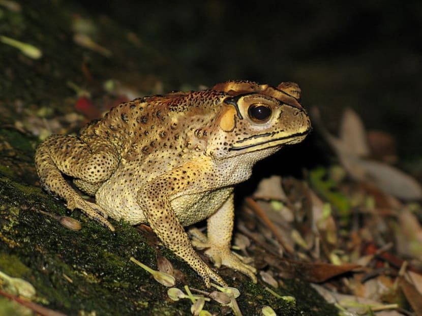 Buddhist practice may be endangering frogs here