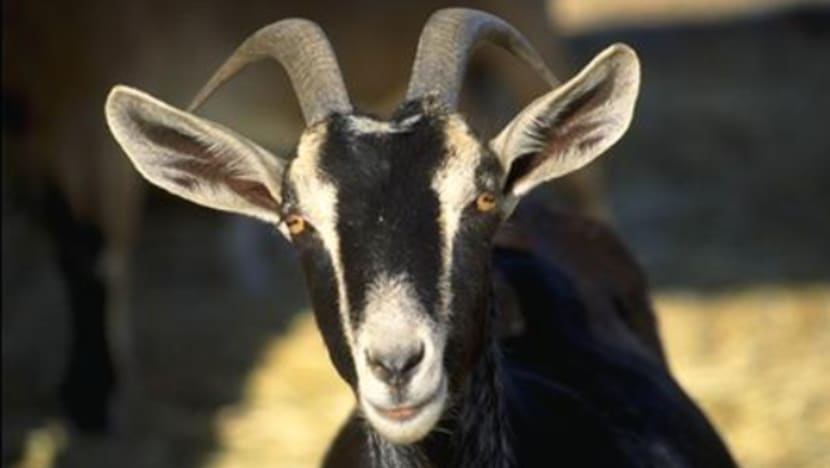 Kambing mampu beri reaksi pada riak wajah manusia: Kajian Kambing mampu beri reaksi pada riak wajah manusia: Kajian