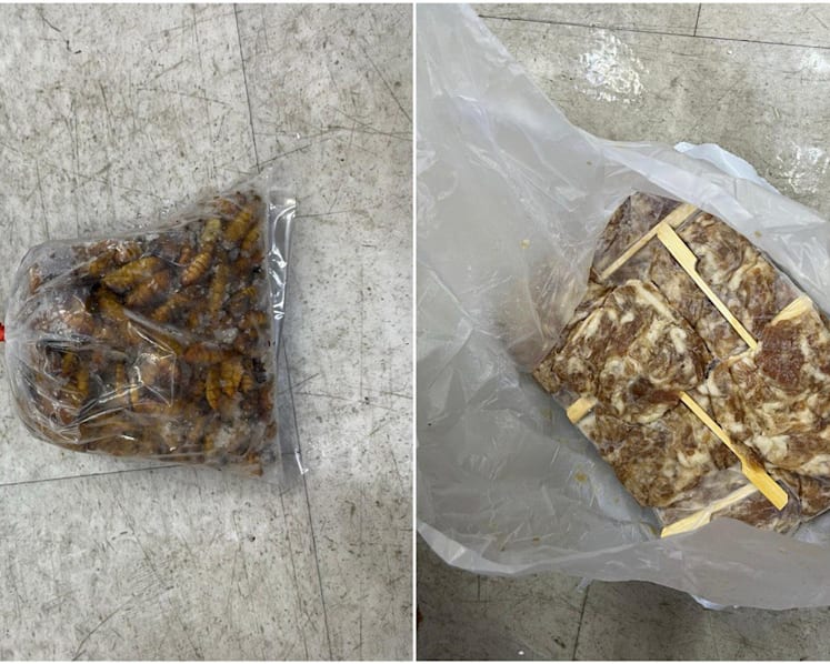 Beetles, snails among 300kg of illegally imported food seized in raids at City Gate and Golden Mile Tower