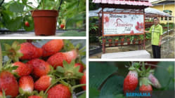 Related article image