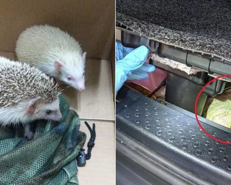 Man tries to smuggle 2 hedgehogs through Woodlands Checkpoint
