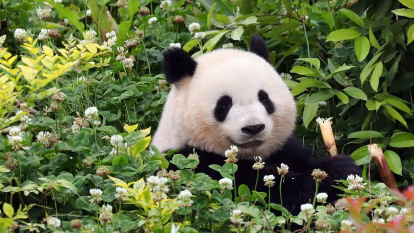 Kamu penggemar video panda? China buka jurusan 'Studi Panda' untuk lindungi satwa langka