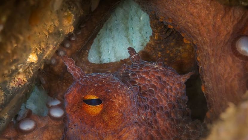 For fishermen, Britain's climate-driven octopus boom is an opportunity, and a threat