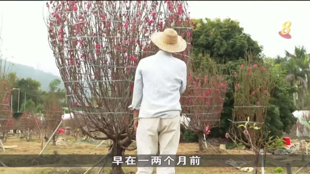 疫情肆虐近三年后 香港年花销售再度欣欣向荣