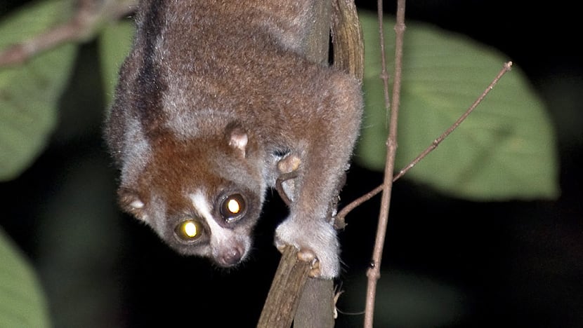 Impact of Cross Island work on MacRitchie significant without LTA mitigation measures