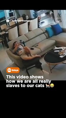 Cats being cats. No explanation needed. 😂🐱 #8dayssg #8dayssgtrending #fyp #sgfyp #cat 