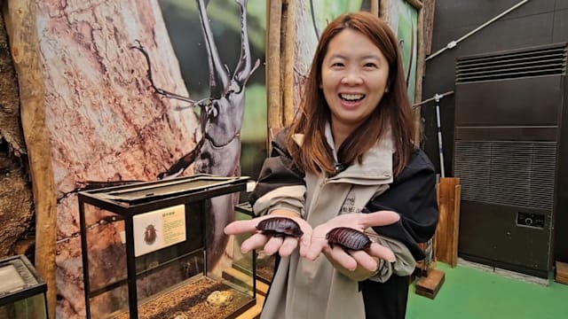 你敢来看吗？宜兰“世界蟑螂特展”登场　颠覆你对害虫的想象