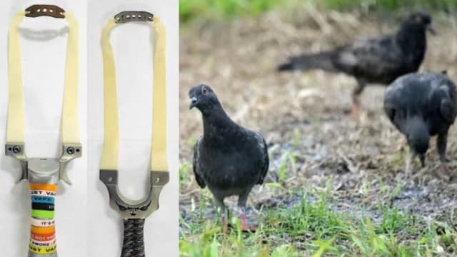 用弹弓射鸽子却击中邻居窗户 男子被罚款1500元