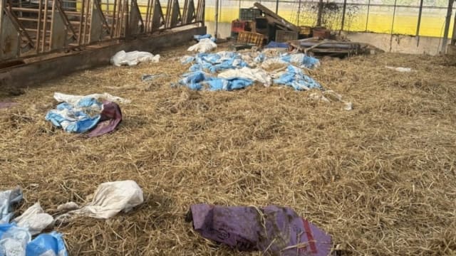 韩国63头牛疑遭弃养饿死 警方介入调查