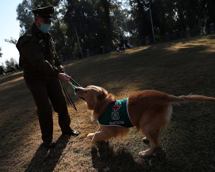 How dogs are trained to sniff out the coronavirus with almost 100% success
