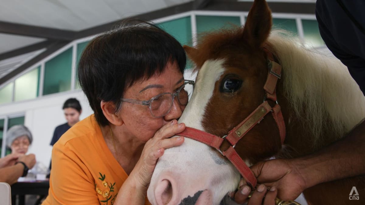 In Pictures: Never too old to have new experiences, as seniors find stable companions outside of home In Pictures: Never too old to have new experiences, as seniors find stable companions outside of home