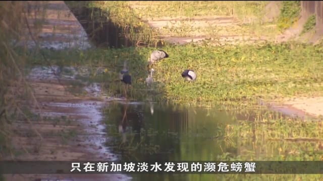 气候变化威胁新加坡生态 红树林与物种或将无法继续栖息