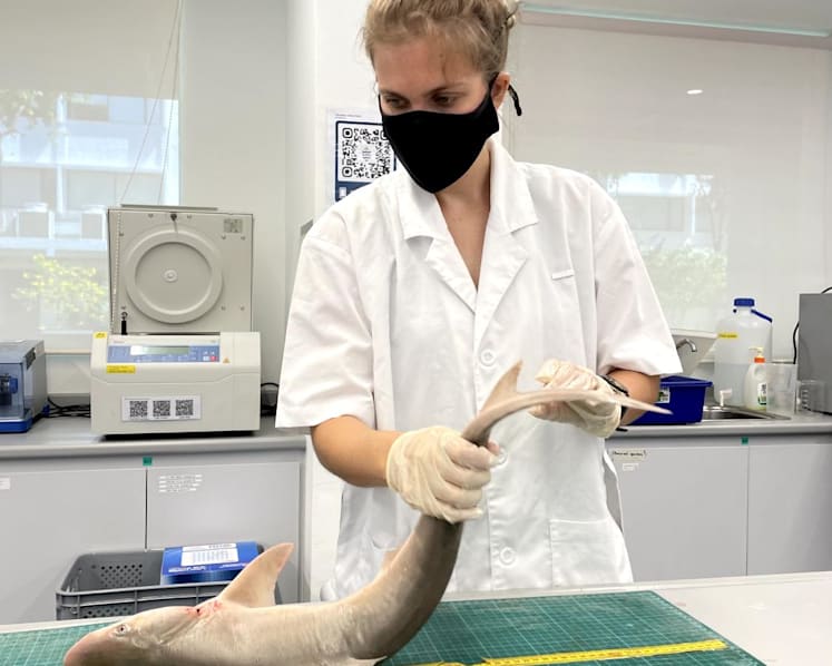Commentary: Shark's fin soup isn't the only threat to sharks in Southeast Asia