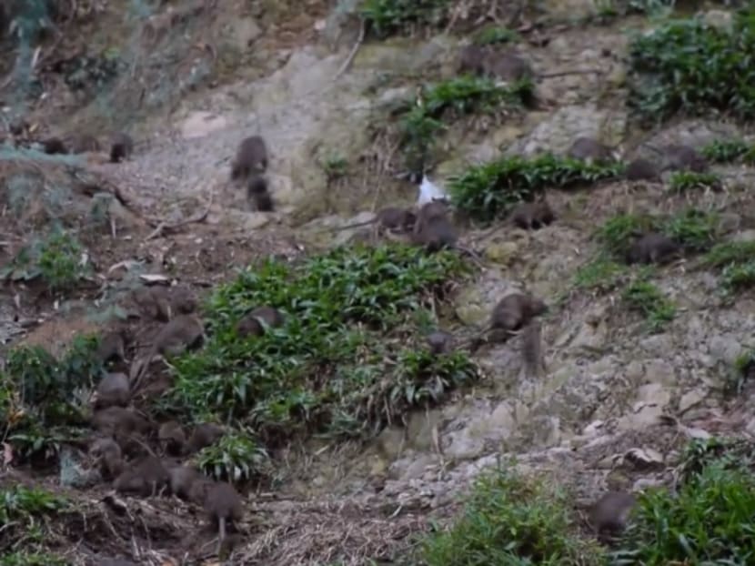 Rats near Bukit Batok MRT Station. Photo: Screenshot - Ryan Kevin Smith/Facebook