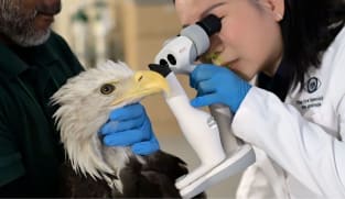 Singapore’s animal eye doctor whose patients include pets, an eagle and even a frog