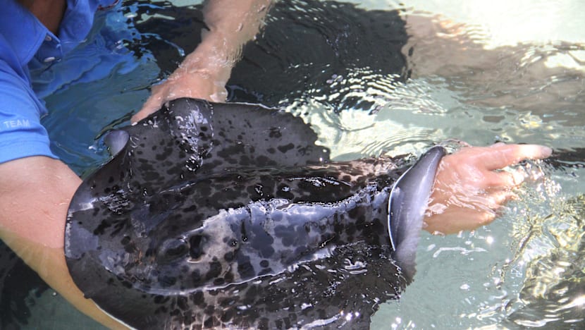 More than 500 babies born at S.E.A. Aquarium since last October