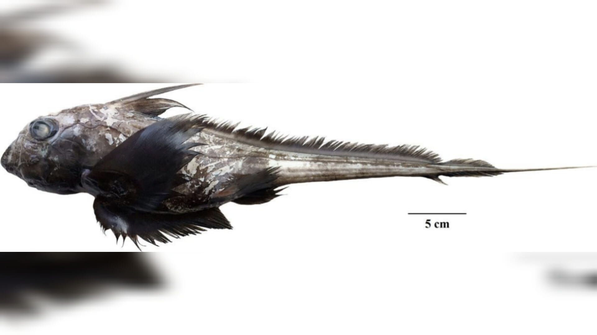 泰国海域发现长了巨大脑袋和眼睛的“鬼鲨” - 8world, image size:1920x1080