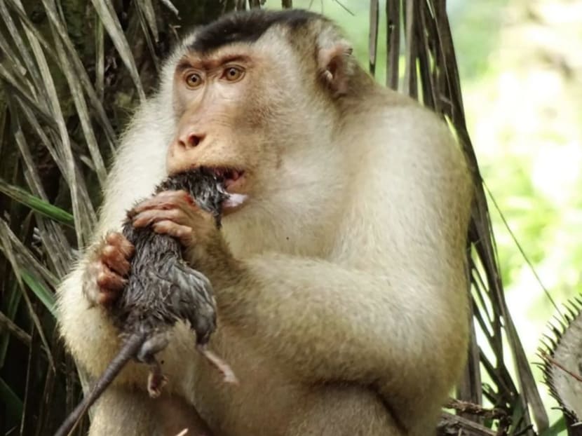 An adult male pig-tailed macaque eats a rat at the oil palm plantations near Segari.