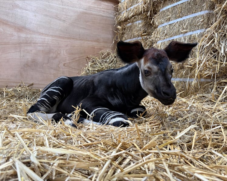 Meet Southeast Asia's first okapi calf, born at Singapore's Rainforest Wild Adventure