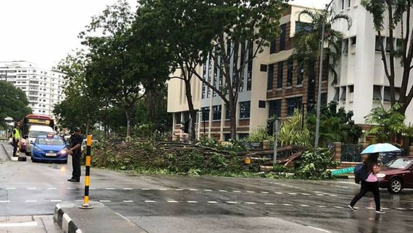 Pokok tumbang di Tampines Avenue 9, halang satu lorong jalan raya