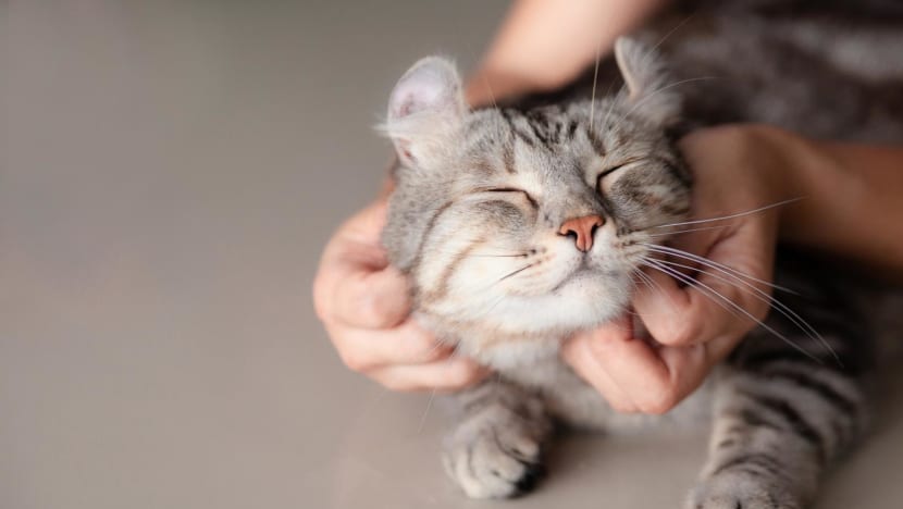 AVS proposes to allow HDB households to own up to 2 cats per flat, reversing 34-year ban