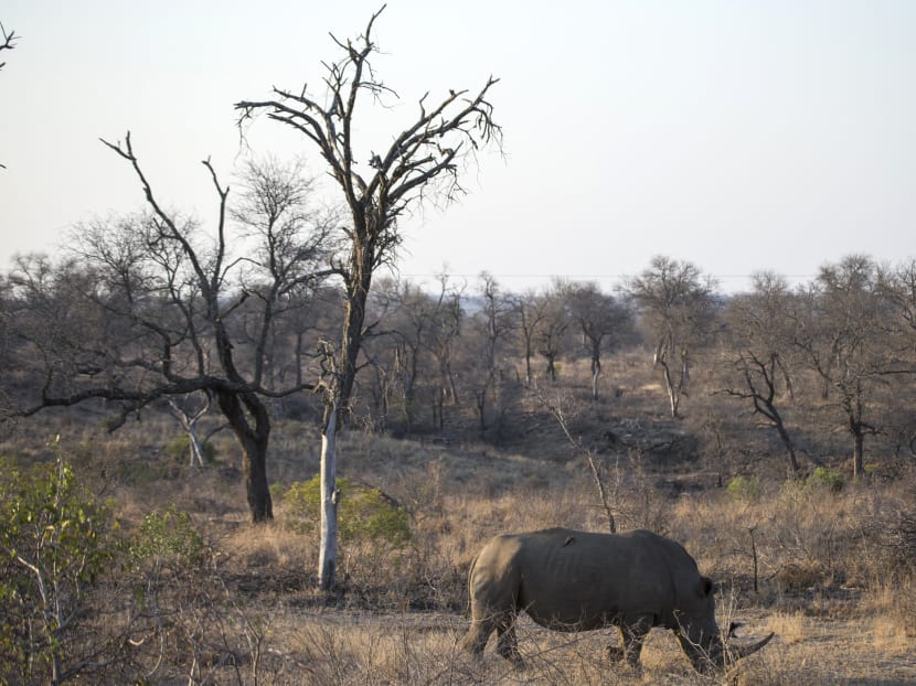 A white rhino is seen at the Kruger National Park on Aug 20, 2018.