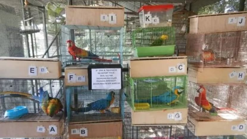 Lelaki warga SG dipenjara, denda RM80,000 seludup burung kakak tua ke Johor Lelaki warga SG dipenjara, denda RM80,000 seludup burung kakak tua ke Johor