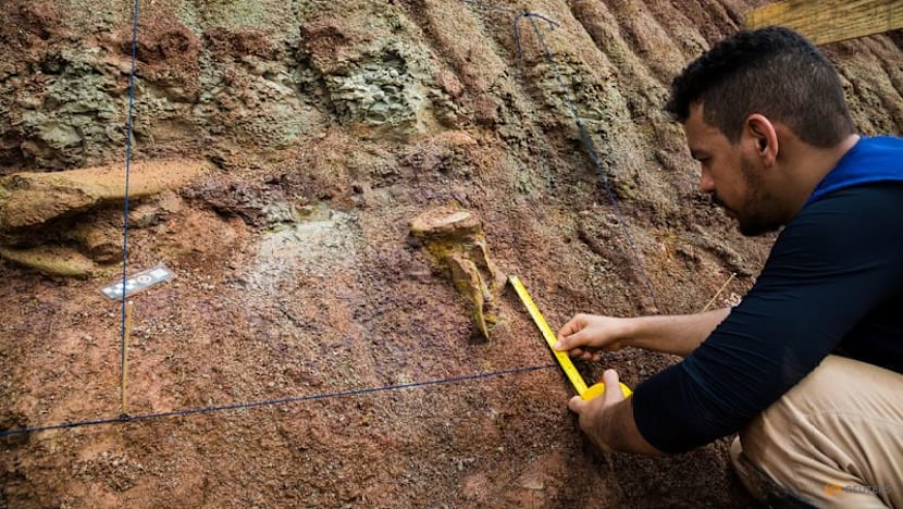 Dinosaur fossils in Brazil reveal new giant species