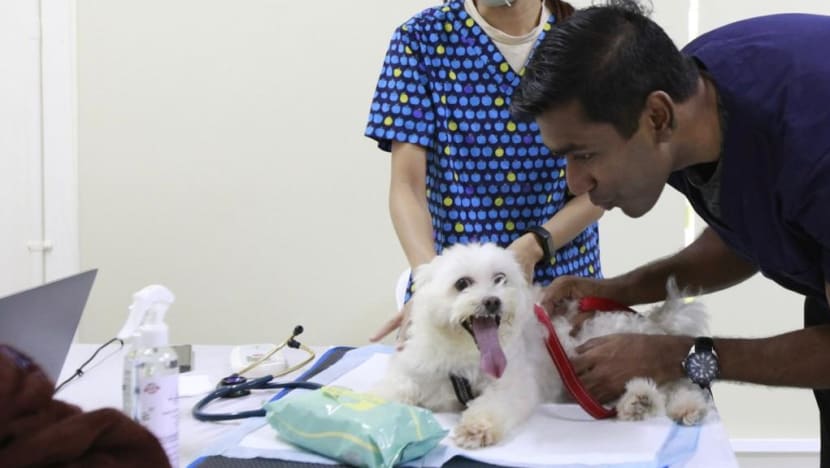 Should ‘pawrents’ be able to tap subsidies when pets fall ill? Vet, authorities weigh in Should ‘pawrents’ be able to tap subsidies when pets fall ill? Vet, authorities weigh in