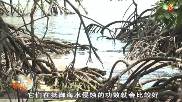 晨光|晨光聚焦：我国采用自然方案 应对气候变化影响