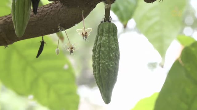 前线追踪 | 情人节巧克力销量暴涨 原料可可竟长这样？