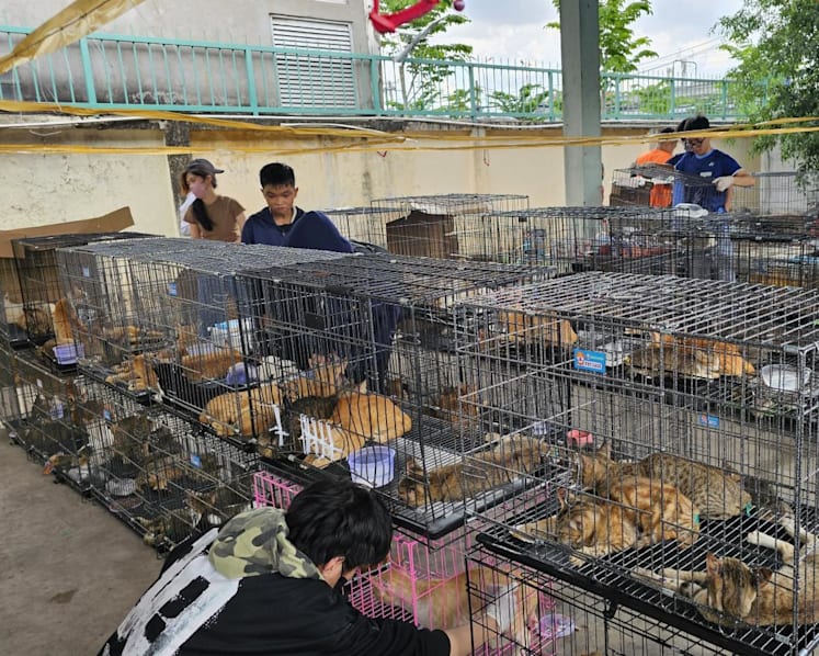 Vietnam police rescue hundreds of cats from being eaten with bust of major animal theft ring