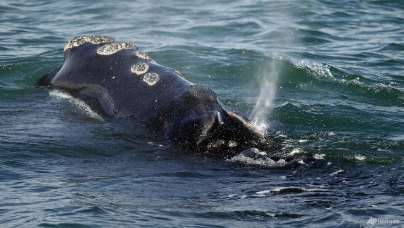 Vanishing right whale must remain on endangered list: US authorities