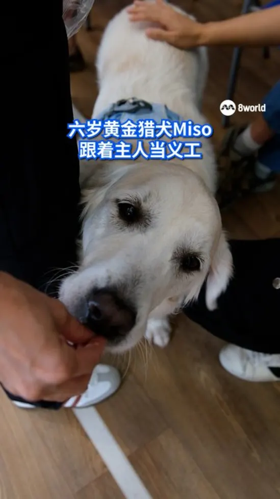 更多狗主人想带爱犬做义工 The Dogtors月均加入询问增18%