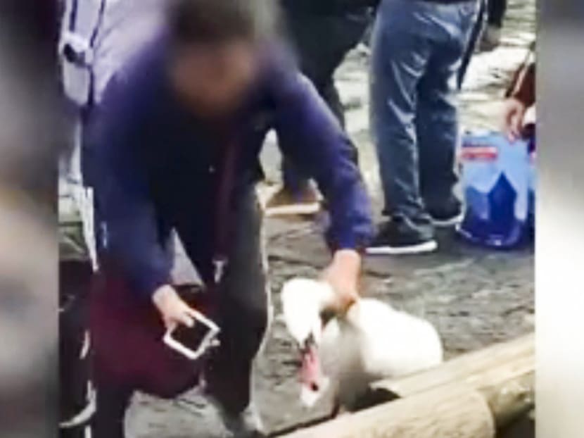 The footage – shot near the iconic Schwanenplatz, or Swan Square in German, in the scenic lakeside city of Lucerne – begins with the tourists surrounding a large swan.