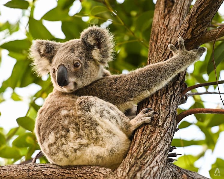‘The decline is massive’: Why Australia’s koalas are on the path to extinction