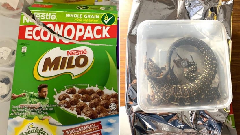 Animal trader jailed, fined for trying to smuggle into Singapore endangered species hidden in food packaging