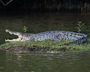 Crocodile spotted near Keppel Bay, NParks monitoring situation