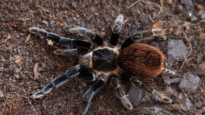 S$10,100 fine for man who kept 4 tarantulas in Punggol flat, imported 8 others from Malaysia