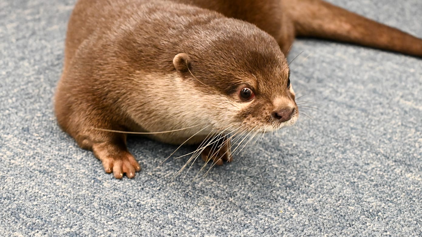 一只偷冲浪板的海獭，正在成为传奇-虎嗅网, image size:1390x780