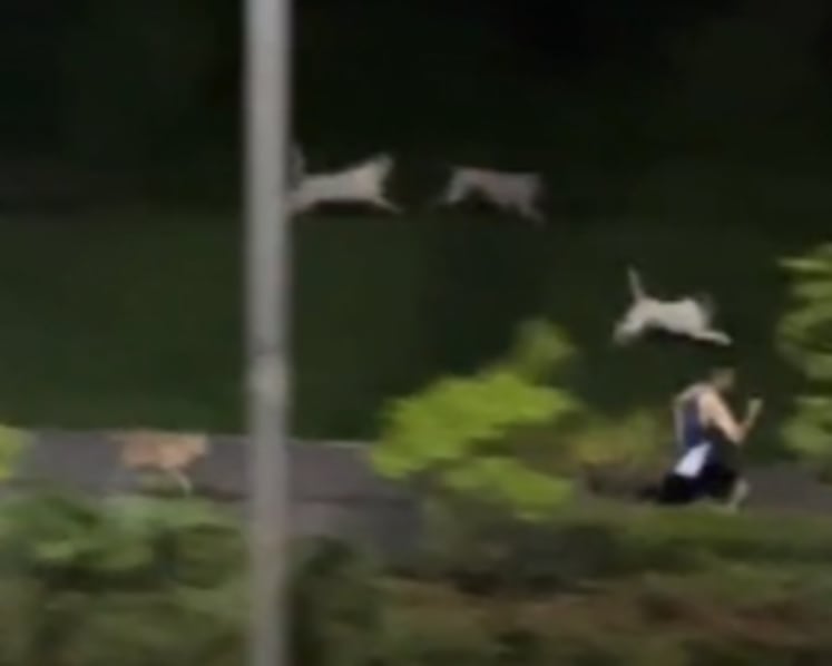 Wild dogs seen chasing jogger in Pasir Ris to be trapped and sterilised: AVS