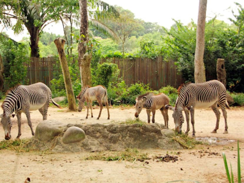 900 newborns across 160 species born at Singapore’s 4 wildlife parks last year