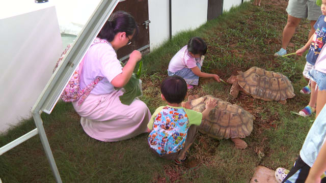 活龟鳖博物馆重开 首日上午迎约300访客