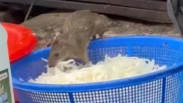 大排档地上放老鼠粉引来真老鼠偷吃 被网民调侃为“正宗”