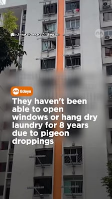 This is due to someone in a high floor unit who has allegedly been feeding pigeons Another resident tells 8days.sg that the pigeon feeder was fined before, but it only stopped the problem temporarily #8dayssg #8dayssgtrending #pigeon #hdb #neighbour 