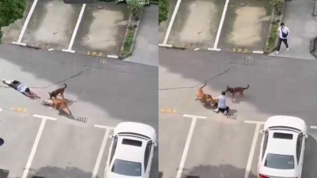 上海幼童被两犬撕咬拖行受伤入院 警方介入调查