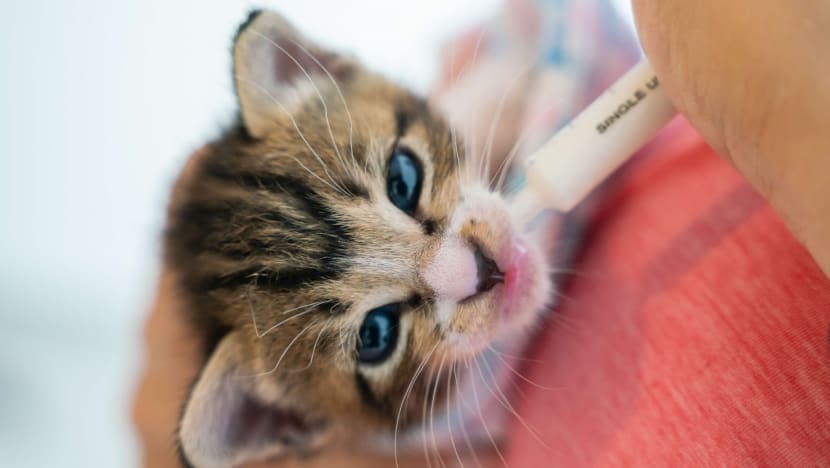 Semua kucing yang dapat mikrocip; lesen boleh terus dipelihara: AVS Semua kucing yang dapat mikrocip; lesen boleh terus dipelihara: AVS
